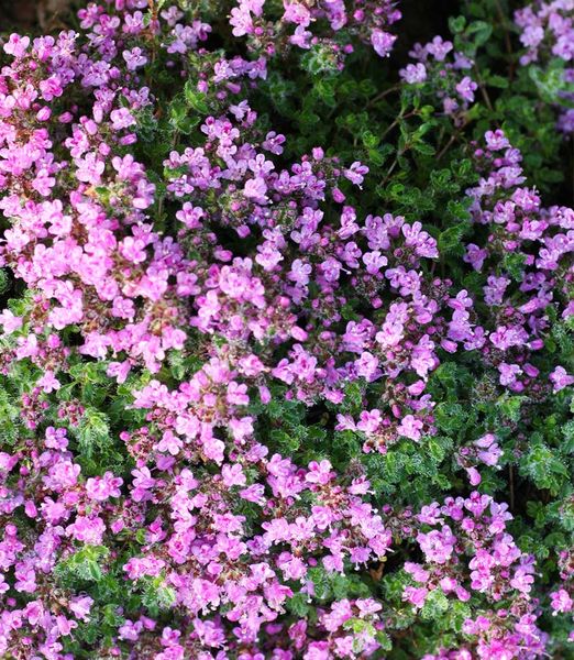 Thymus praecox 'Pseudolanuginosus'